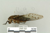 中文名:可禮大蟬(2985-387)學名:Macrosemia kareisana (Matsumura, 1907 )(2985-387)中文別名:大馬蟬