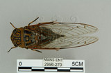 中文名:可禮大蟬(2996-270)學名:Macrosemia kareisana (Matsumura, 1907 )(2996-270)中文別名:大馬蟬