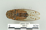 中文名:可禮大蟬(464-3)學名:Macrosemia kareisana (Matsumura, 1907 )(464-3)中文別名:大馬蟬