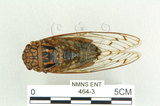 中文名:可禮大蟬(464-3)學名:Macrosemia kareisana (Matsumura, 1907 )(464-3)中文別名:大馬蟬