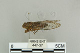 中文名:台灣姬蟬(447-37)學名:Purana apicalis (Matsumura, 1907)(447-37)中文別名:台灣姬蜩