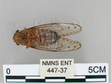 中文名:台灣姬蟬(447-37)學名:Purana apicalis (Matsumura, 1907)(447-37)中文別名:台灣姬蜩