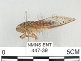 中文名:台灣姬蟬(447-39)學名:Purana apicalis (Matsumura, 1907)(447-39)中文別名:台灣姬蜩