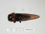 中文名:黑翅蟬(1282-38566)學名:Huechys sanguinea (De Geer, 1773)(1282-38566)