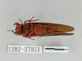 中文名:紅腳黑翅蟬(1282-37951)學名:Scieroptera formosana Schmidt, 1918(1282-37951)中文別名:台灣暗翅蟬