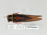 中文名:紅腳黑翅蟬(1282-37951)學名:Scieroptera formosana Schmidt, 1918(1282-37951)中文別名:台灣暗翅蟬