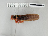 中文名:紅腳黑翅蟬(1282-38326)學名:Scieroptera formosana Schmidt, 1918(1282-38326)中文別名:台灣暗翅蟬