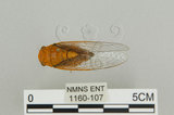 中文名:恆春羽衣蟬(1160-107)學名:Nipponosemia virescens Kato, 1926(1160-107)
