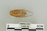 中文名:恆春羽衣蟬(1162-62)學名:Nipponosemia virescens Kato, 1926(1162-62)