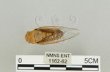 中文名:恆春羽衣蟬(1162-62)學名:Nipponosemia virescens Kato, 1926(1162-62)