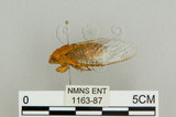 中文名:恆春羽衣蟬(1163-87)學名:Nipponosemia virescens Kato, 1926(1163-87)