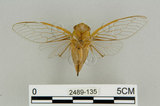 中文名:恆春羽衣蟬(2489-135)學名:Nipponosemia virescens Kato, 1926(2489-135)