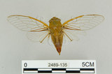 中文名:恆春羽衣蟬(2489-135)學名:Nipponosemia virescens Kato, 1926(2489-135)