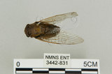 中文名:恆春羽衣蟬(3442-831)學名:Nipponosemia virescens Kato, 1926(3442-831)