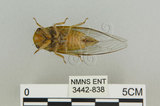 中文名:恆春羽衣蟬(3442-838)學名:Nipponosemia virescens Kato, 1926(3442-838)