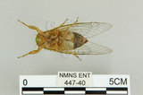 中文名:恆春羽衣蟬(447-40)學名:Nipponosemia virescens Kato, 1926(447-40)