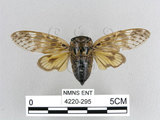 中文名:黃蟪蛄(4220-295)學名:Platypleura hilpa Walker, 1850(4220-295)