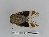 中文名:小蟪蛄(1282-37895)學名:Platypleura takasagona Matsumura, 1917(1282-37895)