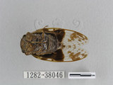 中文名:小蟪蛄(1282-38046)學名:Platypleura takasagona Matsumura, 1917(1282-38046)