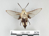 中文名:大透翅天蛾(1282-1439)學名:Cephonodes hylas (Linnaeus, 1771)(1282-1439)中文別名:咖啡透翅天蛾