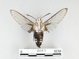 中文名:大透翅天蛾(2114-1)學名:Cephonodes hylas (Linnaeus, 1771)(2114-1)中文別名:咖啡透翅天蛾