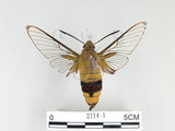 中文名:大透翅天蛾(2114-1)學名:Cephonodes hylas (Linnaeus, 1771)(2114-1)中文別名:咖啡透翅天蛾