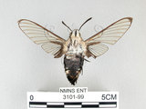 中文名:大透翅天蛾(3101-99)學名:Cephonodes hylas (Linnaeus, 1771)(3101-99)中文別名:咖啡透翅天蛾