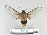 中文名:大透翅天蛾(3101-99)學名:Cephonodes hylas (Linnaeus, 1771)(3101-99)中文別名:咖啡透翅天蛾