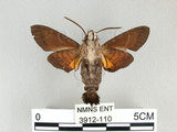 中文名:膝帶長喙天蛾(3912-110)學名:Macroglossum sitiene (Walker, 1856)(3912-110)中文別名:黑長喙天蛾