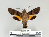 中文名:膝帶長喙天蛾(3912-110)學名:Macroglossum sitiene (Walker, 1856)(3912-110)中文別名:黑長喙天蛾