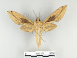 中文名:泛綠背線天蛾(2002-271)學名:Cechenena subangustata Rothschild, 1920(2002-271)中文別名:綠條背天蛾