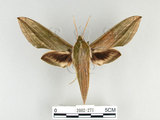 中文名:泛綠背線天蛾(2002-271)學名:Cechenena subangustata Rothschild, 1920(2002-271)中文別名:綠條背天蛾