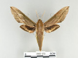 中文名:泛綠背線天蛾(2002-272)學名:Cechenena subangustata Rothschild, 1920(2002-272)中文別名:綠條背天蛾