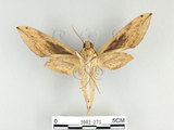中文名:泛綠背線天蛾(2002-273)學名:Cechenena subangustata Rothschild, 1920(2002-273)中文別名:綠條背天蛾