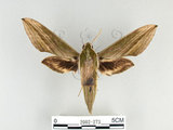 中文名:泛綠背線天蛾(2002-273)學名:Cechenena subangustata Rothschild, 1920(2002-273)中文別名:綠條背天蛾