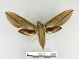 中文名:泛綠背線天蛾(2002-40)學名:Cechenena subangustata Rothschild, 1920(2002-40)中文別名:綠條背天蛾