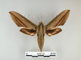 中文名:泛綠背線天蛾(2098-68)學名:Cechenena subangustata Rothschild, 1920(2098-68)中文別名:綠條背天蛾