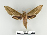 中文名:泛綠背線天蛾(214-10)學名:Cechenena subangustata Rothschild, 1920(214-10)中文別名:綠條背天蛾