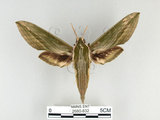 中文名:泛綠背線天蛾(2680-832)學名:Cechenena subangustata Rothschild, 1920(2680-832)中文別名:綠條背天蛾