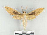 中文名:泛綠背線天蛾(2692-523)學名:Cechenena subangustata Rothschild, 1920(2692-523)中文別名:綠條背天蛾