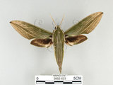 中文名:泛綠背線天蛾(2692-523)學名:Cechenena subangustata Rothschild, 1920(2692-523)中文別名:綠條背天蛾