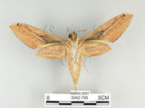 中文名:泛綠背線天蛾(3024-795)學名:Cechenena subangustata Rothschild, 1920(3024-795)中文別名:綠條背天蛾