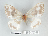 中文名:豹鉤蛾(1282-20562)學名:Callicilix abraxata nguldoe (Oberthur, 1893)(1282-20562)