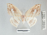 中文名:帶鉤蛾(1282-18944)學名:Leucobrepsis fenestraria (Moore, 1868)(1282-18944)中文別名:六窗帶鉤蛾
