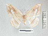 中文名:帶鉤蛾(1282-19476)學名:Leucobrepsis fenestraria (Moore, 1868)(1282-19476)中文別名:六窗帶鉤蛾
