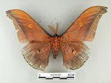 中文名:紅目天蠶蛾(002266-661)學名:Antheraea formosana Sonan, 1937(002266-661)