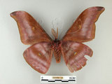 中文名:紅目天蠶蛾(002266-726)學名:Antheraea formosana Sonan, 1937(002266-726)