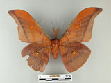 中文名:紅目天蠶蛾(002266-726)學名:Antheraea formosana Sonan, 1937(002266-726)