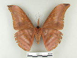 中文名:紅目天蠶蛾(1282-1)學名:Antheraea formosana Sonan, 1937(1282-1)