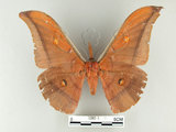 中文名:紅目天蠶蛾(1282-1)學名:Antheraea formosana Sonan, 1937(1282-1)